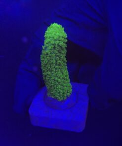 Abrolhoensis Green Orange Tips M