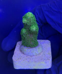 Alternative view of Abrolhoensis Green Orange Tips P