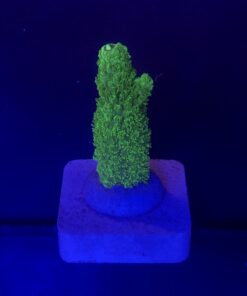 Abrolhoensis Green Orange Tips M