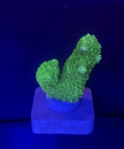 Abrolhoensis Green Orange Tips M