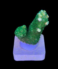 Alternative view of Abrolhoensis Green Orange Tips M