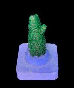 Alternative view of Abrolhoensis Green Orange Tips M