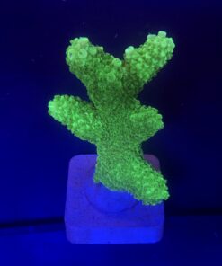 Abrolhoensis Green Orange Tips Mini Colônia