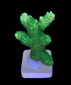 Alternative view of Abrolhoensis Green Orange Tips Mini Colônia