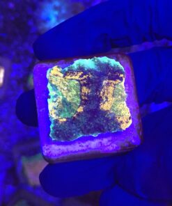 Acanthastrea Echinata Green M (NOVIDADE)