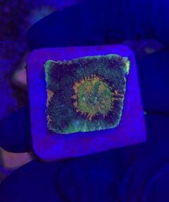 Acanthastrea Echinata Green M (NOVIDADE)