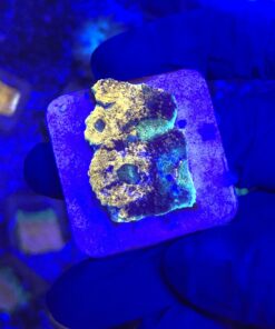 Acanthastrea Echinata Green M (NOVIDADE)