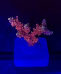 Austera Pink Yellow Tips M