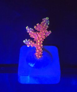 Austera Pink Yellow Tips M