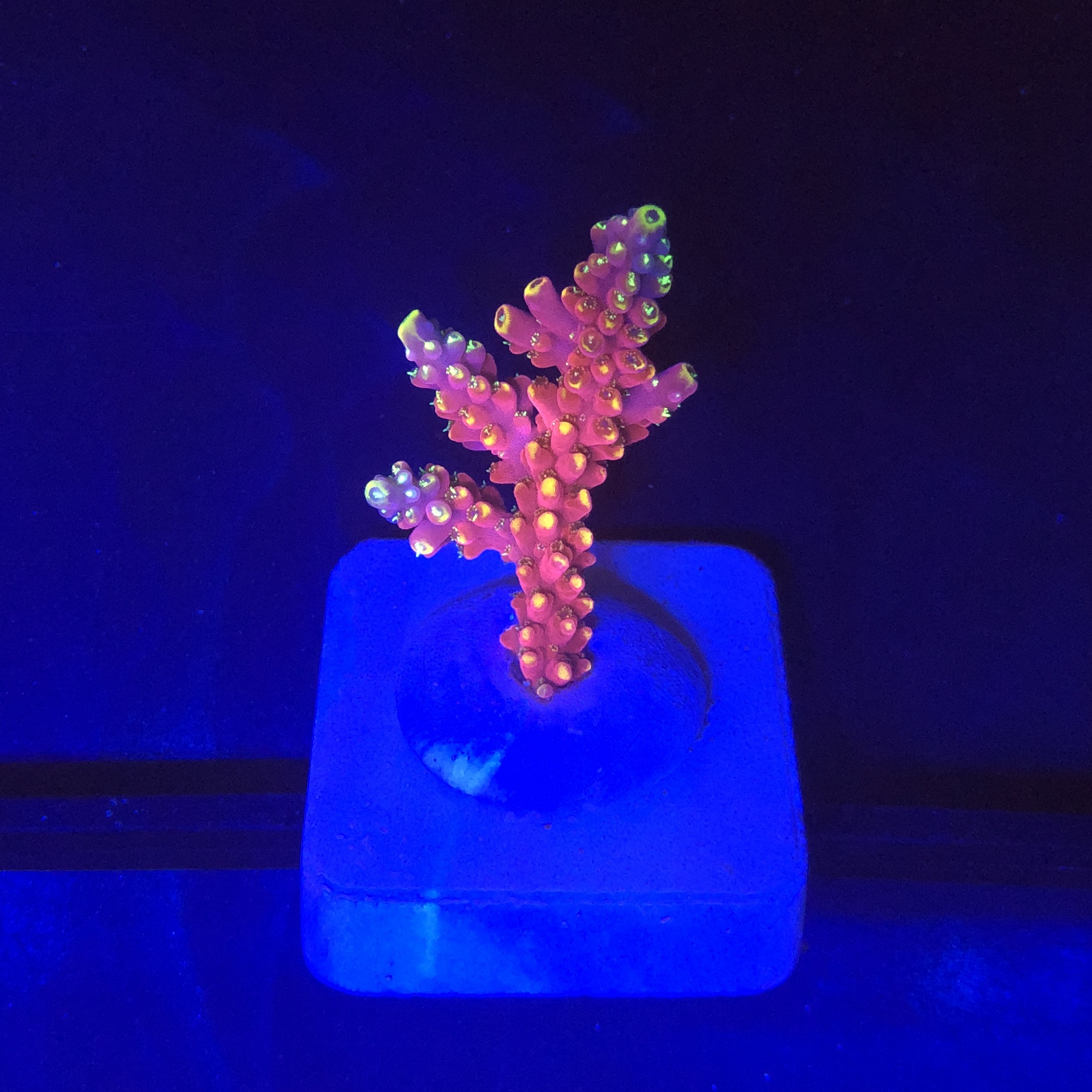 Austera Pink Yellow Tips M