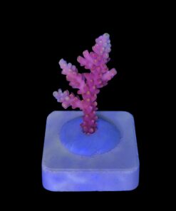 Alternative view of Austera Pink Yellow Tips M