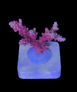 Alternative view of Austera Pink Yellow Tips M