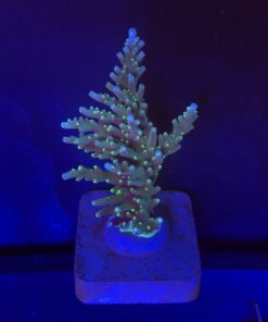 Australian Delicate M