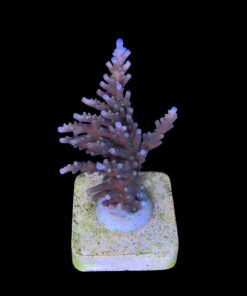 Alternative view of Australian Delicate M