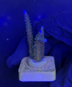 Alternative view of Blue Sky G