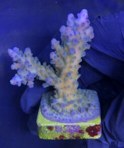 Blueberry G (Skuarosa)