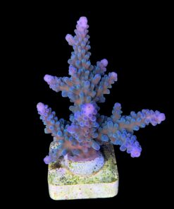 Blueberry G (Skuarosa)