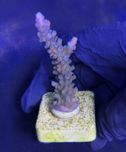 Blueberry M (Skuarosa)