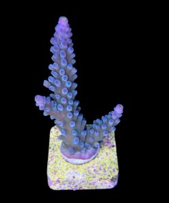 Blueberry M (Skuarosa)