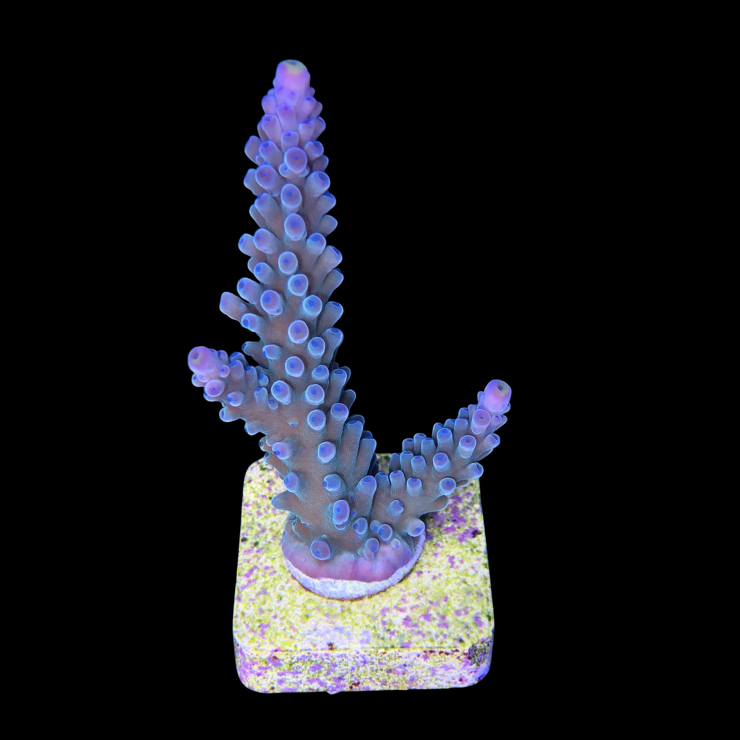 Blueberry M (Skuarosa)