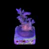 Caroliniana Purple Neon Polyps M