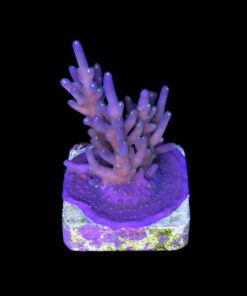 Caroliniana Purple Neon Polyps M