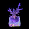 Caroliniana Purple Neon Polyps M