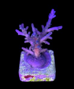 Caroliniana Purple Neon Polyps M
