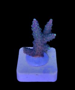 Alternative view of Divaricata Green M