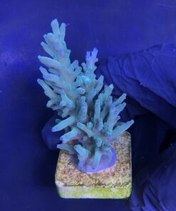 Alternative view of Echinata Green G