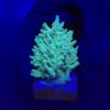 Echinata Green M