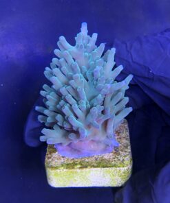 Alternative view of Echinata Green M