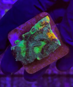 Acanthastrea Echinata Orange Green M
