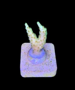 Alternative view of Fantastic Golden M