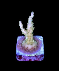 Alternative view of Gold Rush M