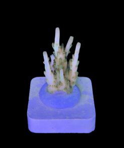 Alternative view of Gold Rush M