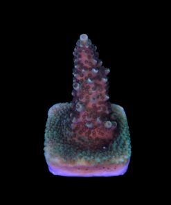 Alternative view of Good Vibes M