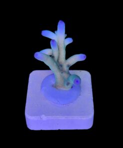 Granulosa Northern Lights M