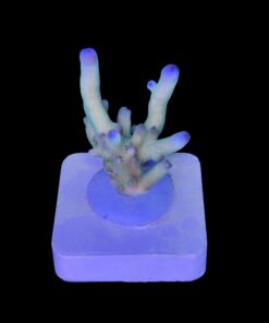 Granulosa Northen Light M