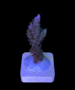 Alternative view of Horrida Green M