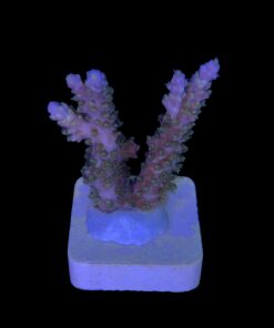 Alternative view of Horrida Green M