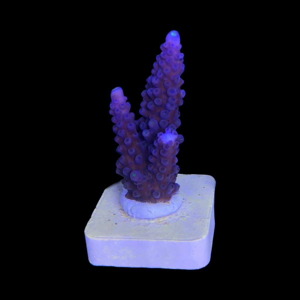 Ocyan