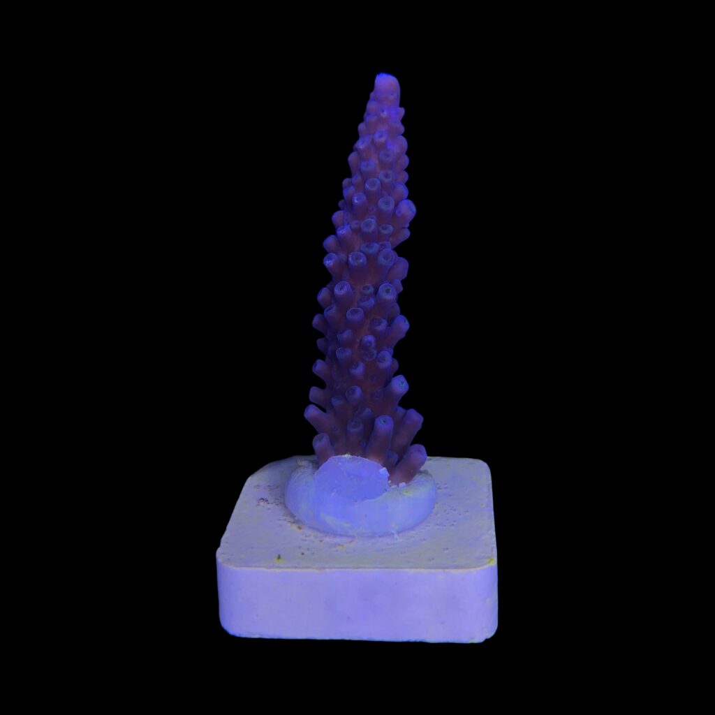 Ocyan