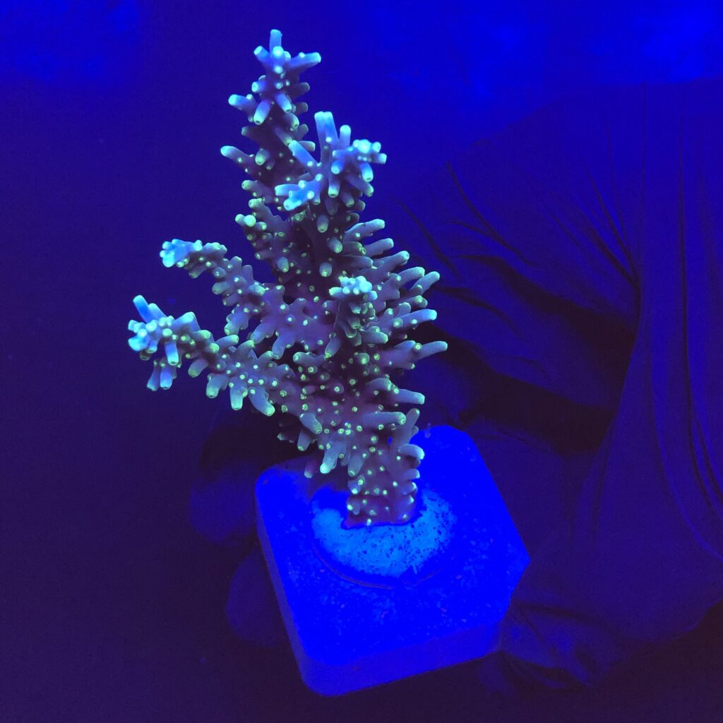 Ocyan