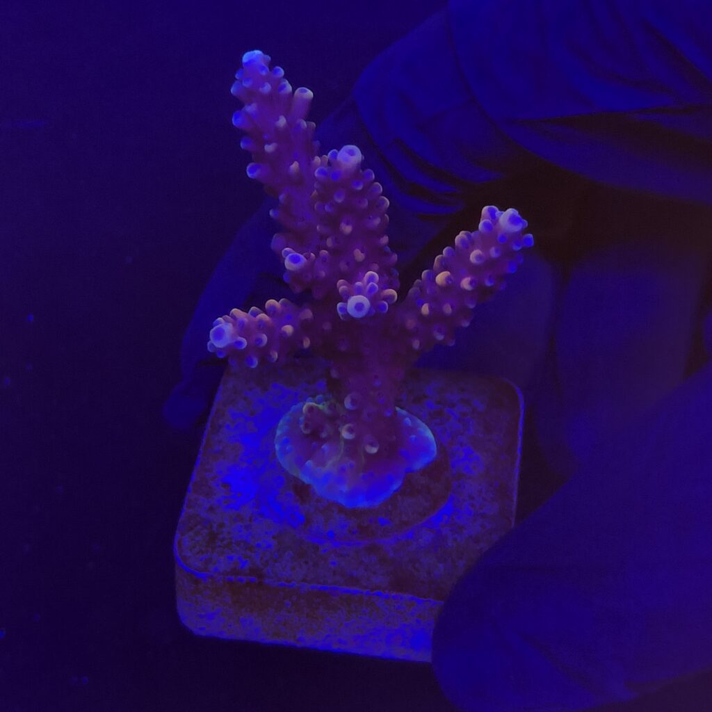 Ocyan