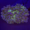 Pocillopora Purple Mini Colônia