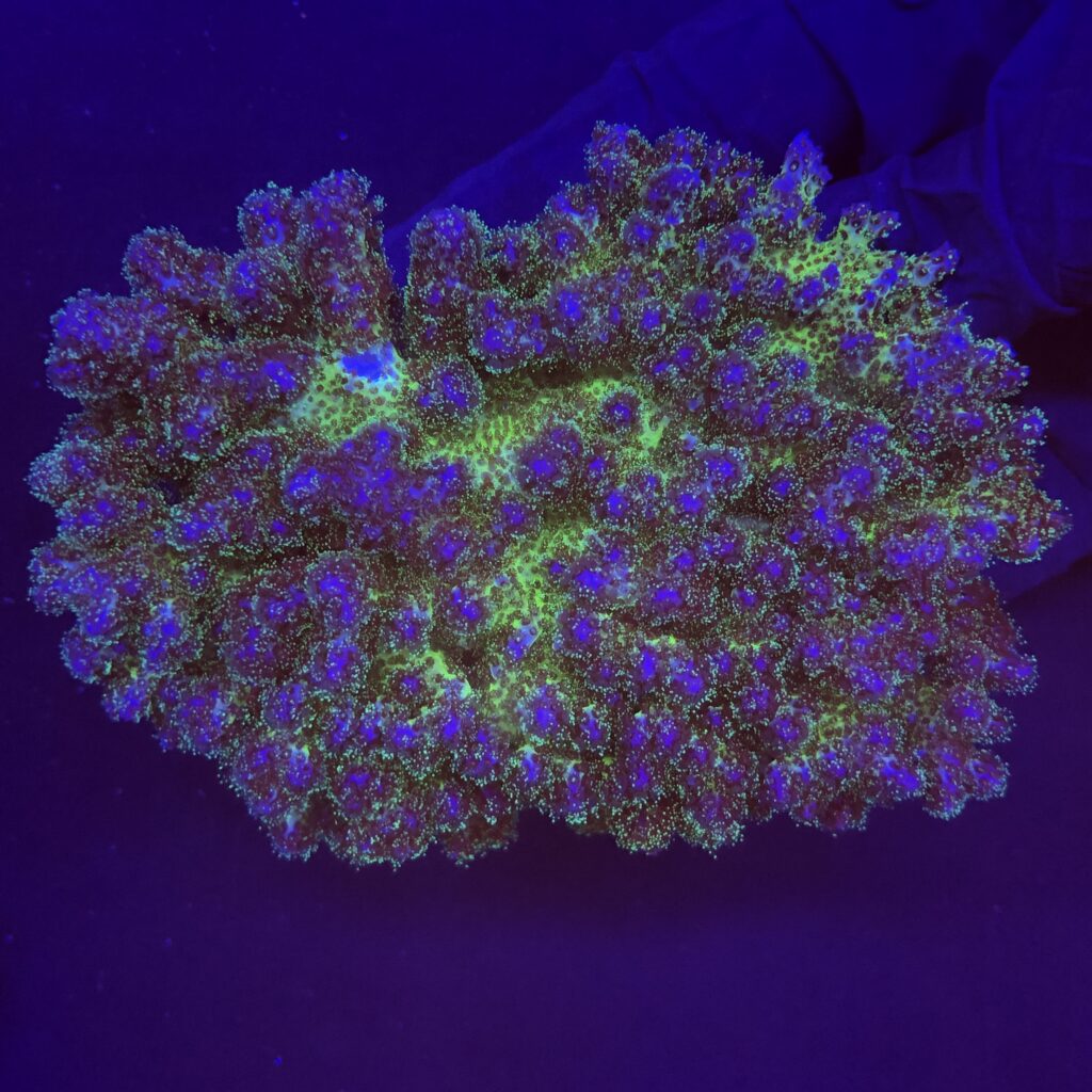 Ocyan