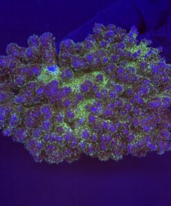 Pocillopora Purple Mini Colônia