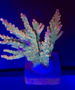 Insignis Mini Colônia