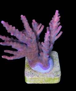 Alternative view of Insignis Mini Colônia